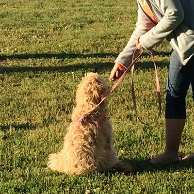 Afternoon Walk.