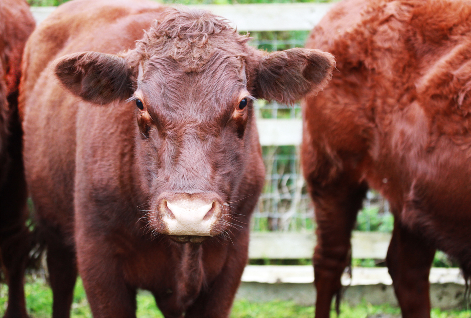cow-front-on.jpg