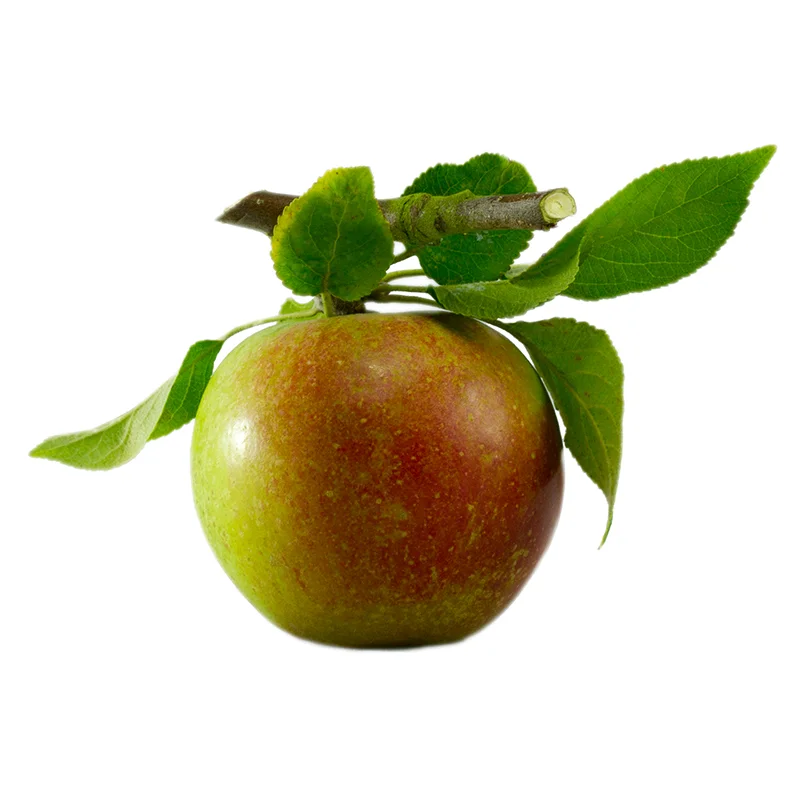 tydemans-late-orange.jpg
