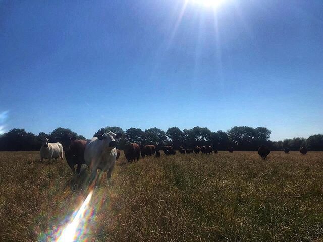 Two local visitors have stopped by to see Bozo the bull 🐮🐮 #lavenhambrook #redpoll #britishwhite