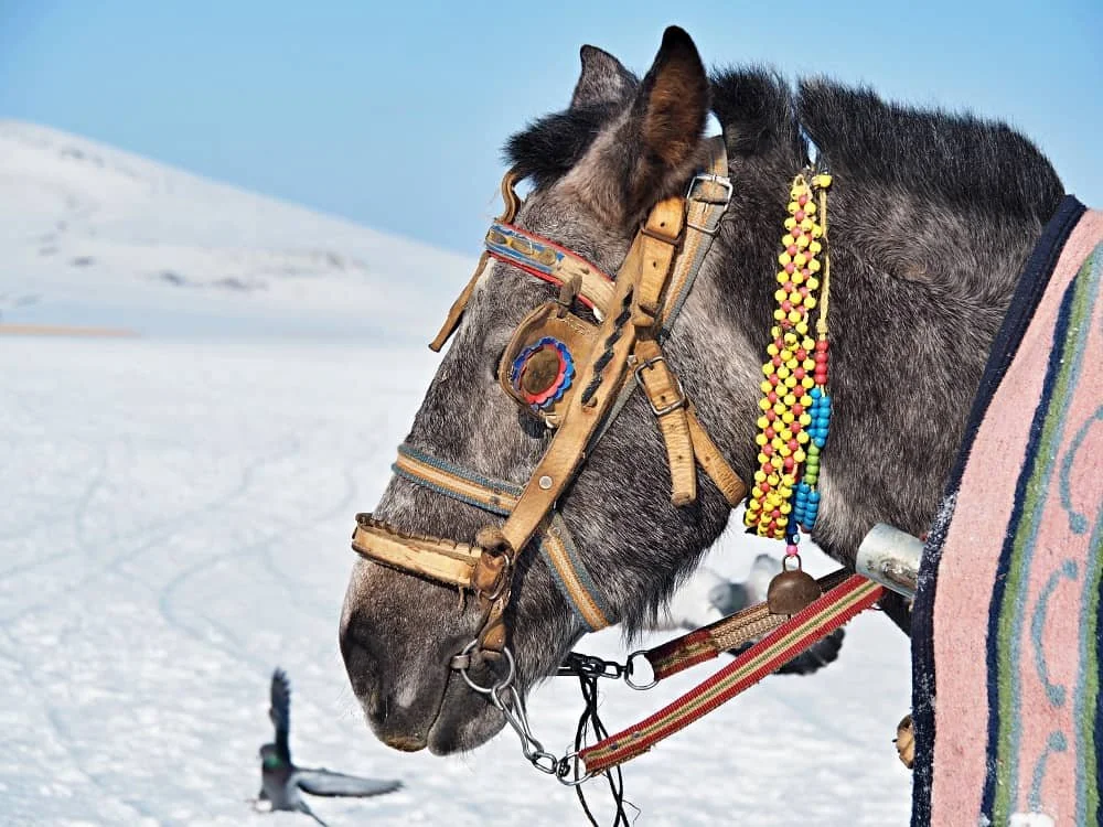 Close up of a horse on Lake Cildir wearing a bridle decorated with beads and patterns against a snowy landscape