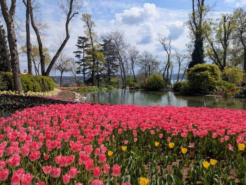 pink and yellow tulips flowering next to an artificial lake in Emirgan Park during Istanbul tulip festival 2025