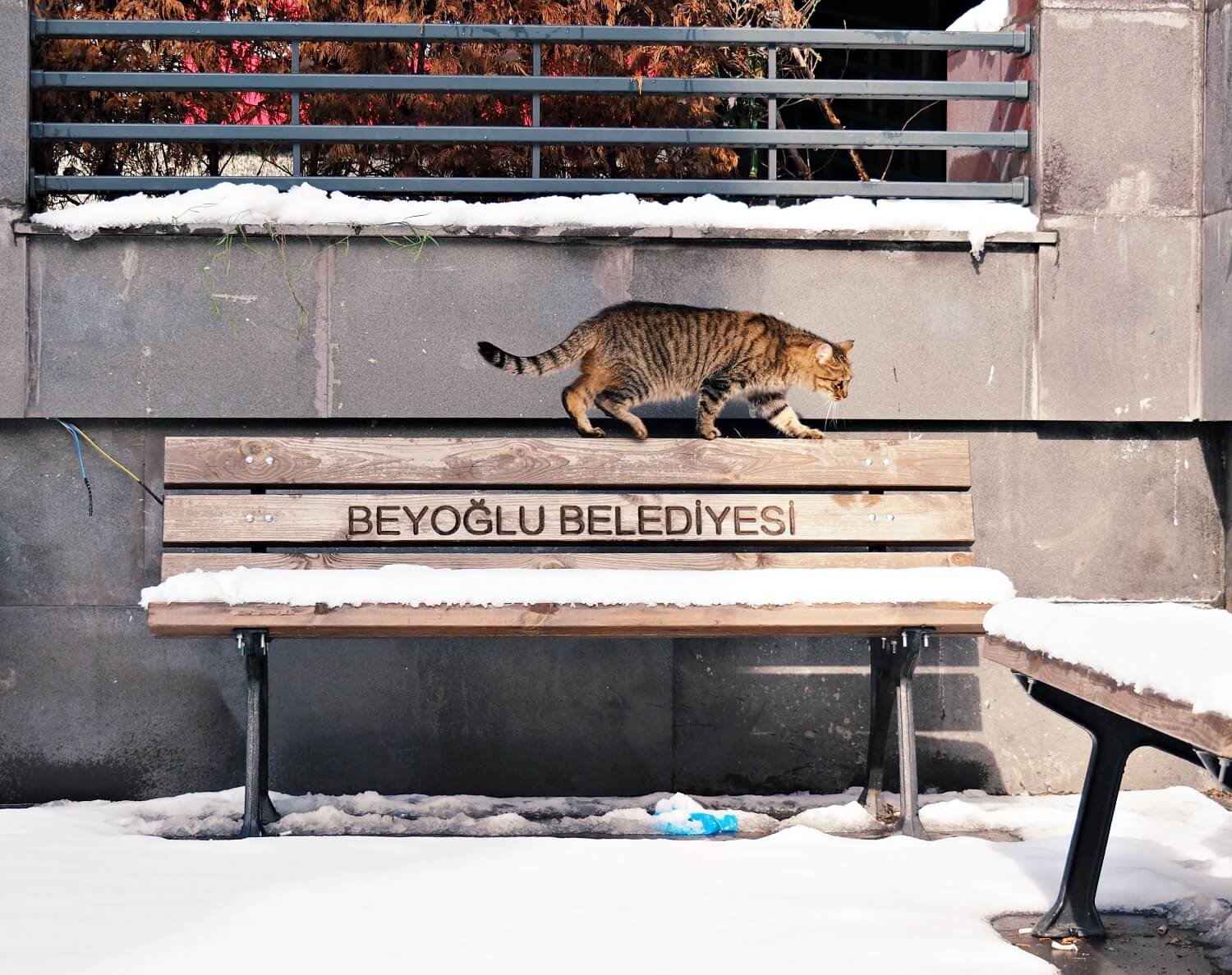 A cat walking on a bench covered in snow, Istanbul in winter