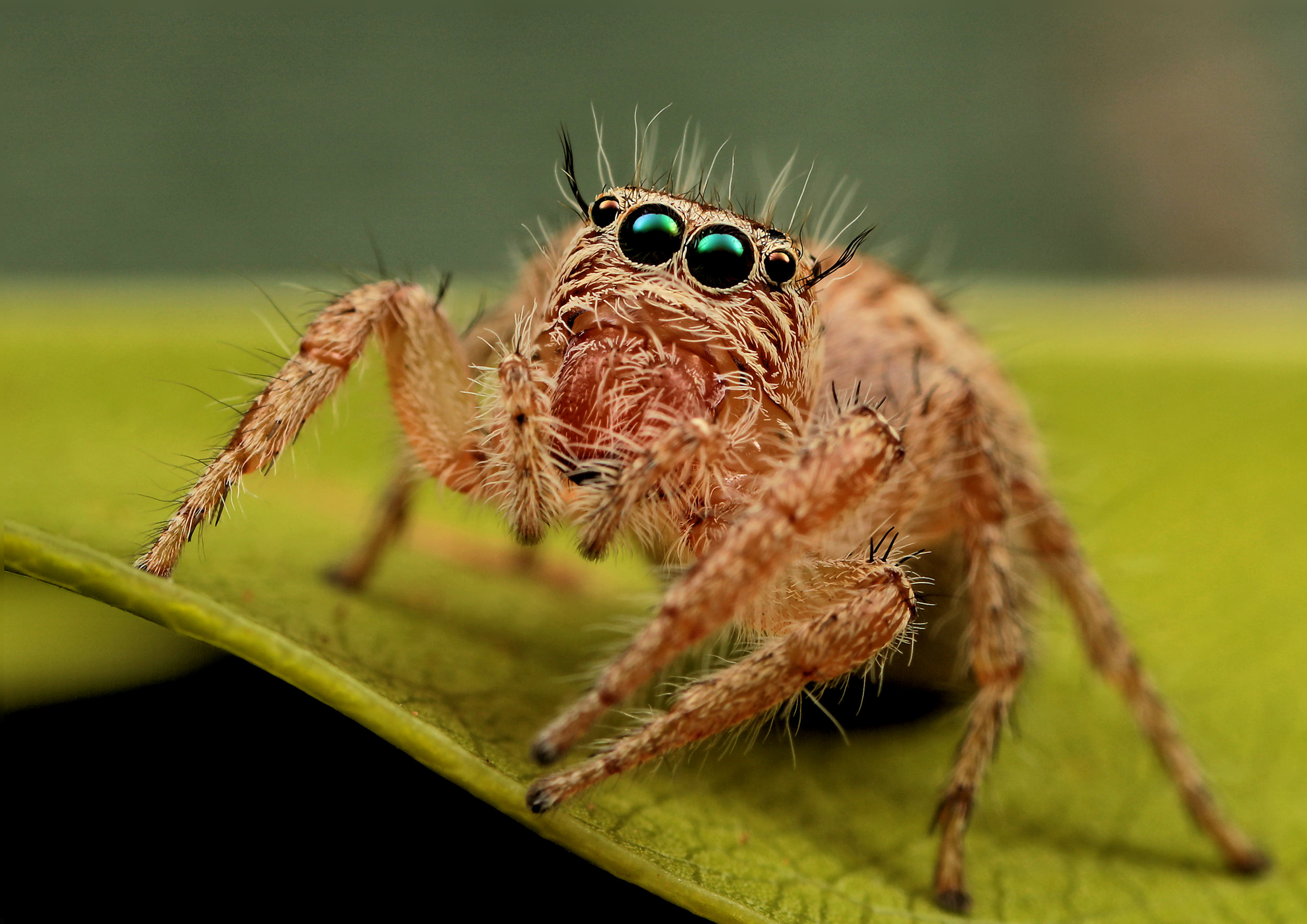 Why helllloooo there…I am just your friendly neighbourhood spider