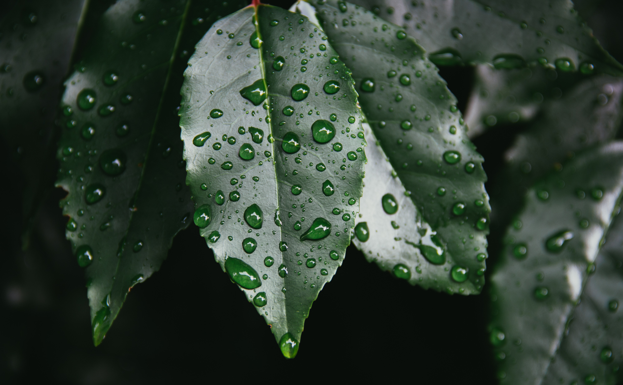 Nothing like an afternoon downpour…if you are wearing a raincoat, that is