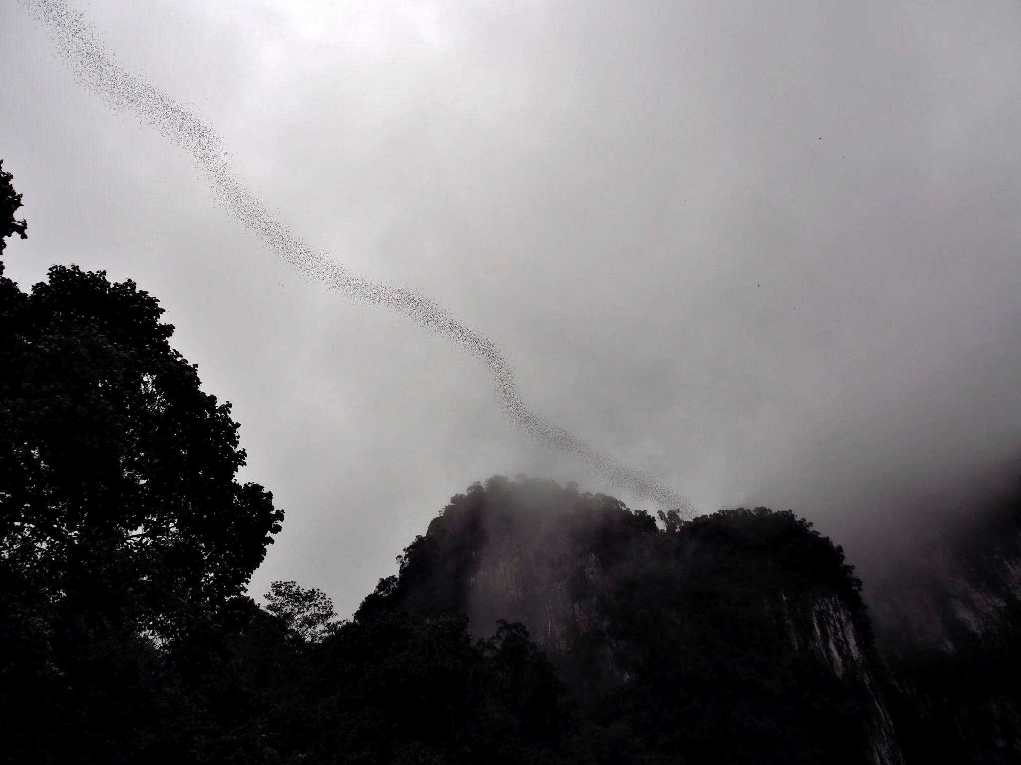 Bat exodus 14 Mulu National Park Sarawak Malaysian Borneo.jpg