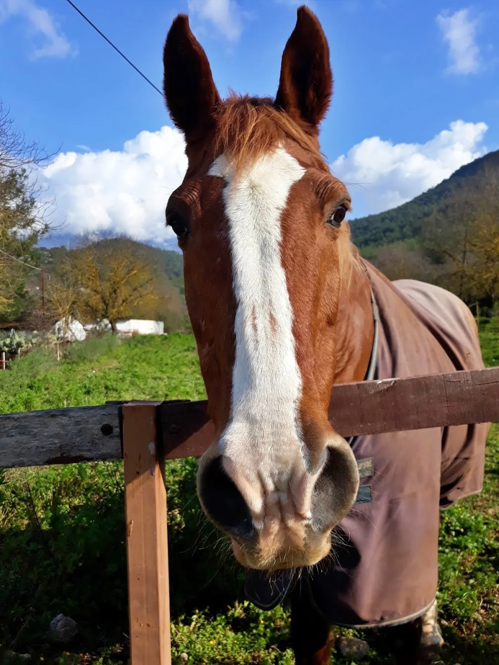 horse Kaya Koy Village Fethiye Turkey.jpg