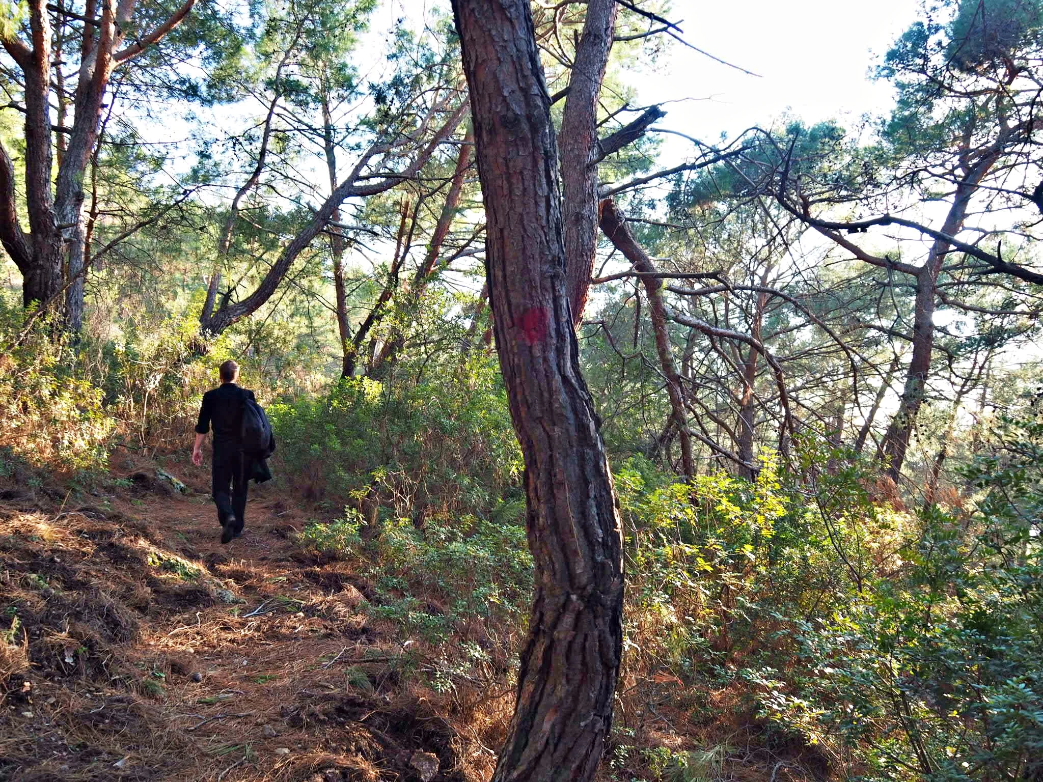 Into the pine forest we go…