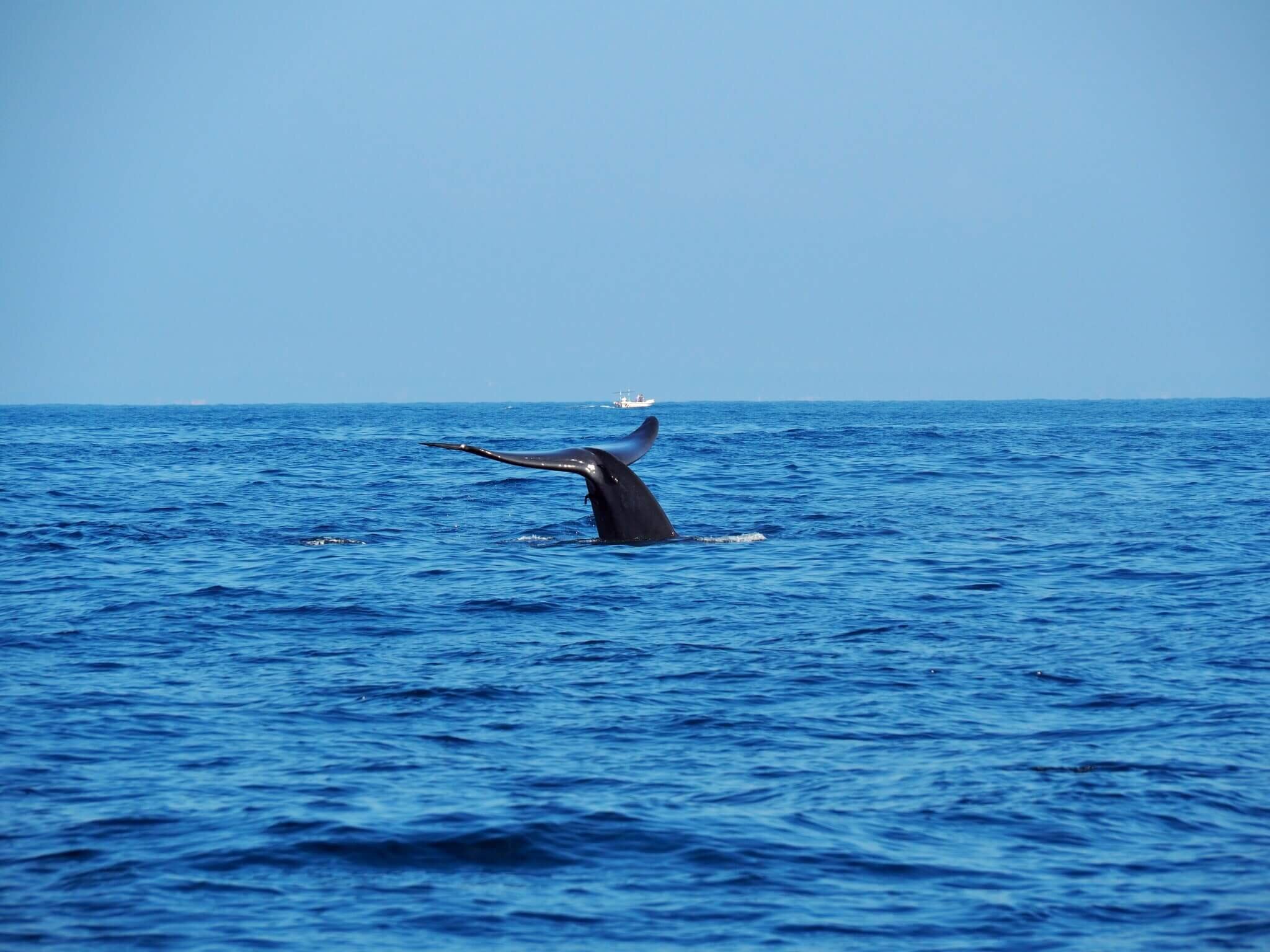  Go out into the ocean to see blue whales… 