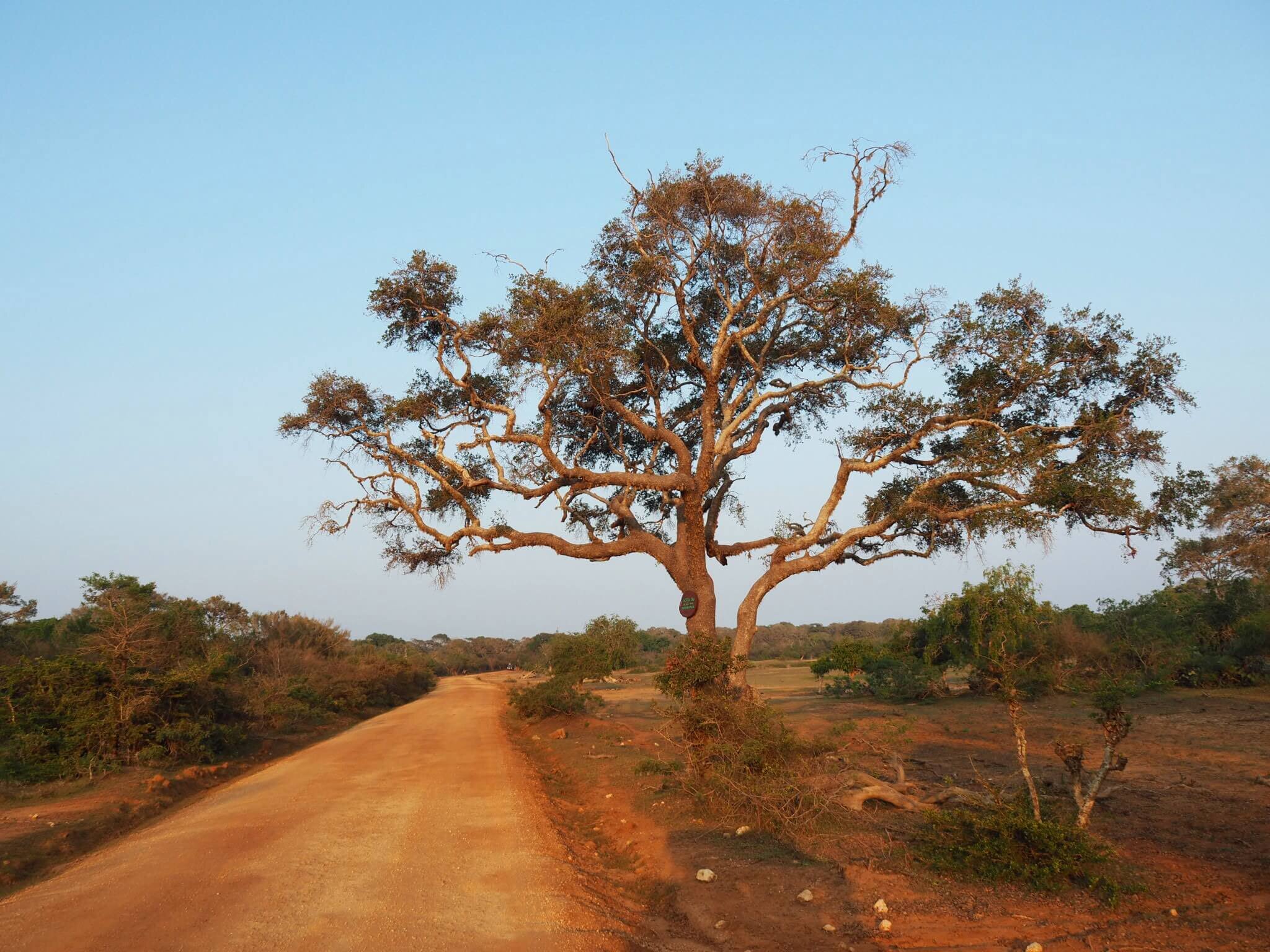  Wake up early for a safari at Yala National Park.  