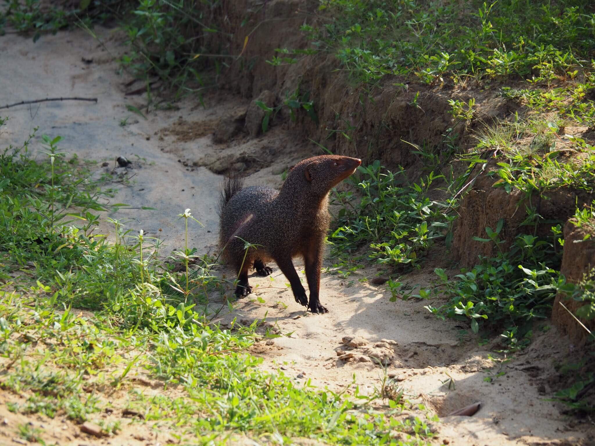  …wily mongoose… 