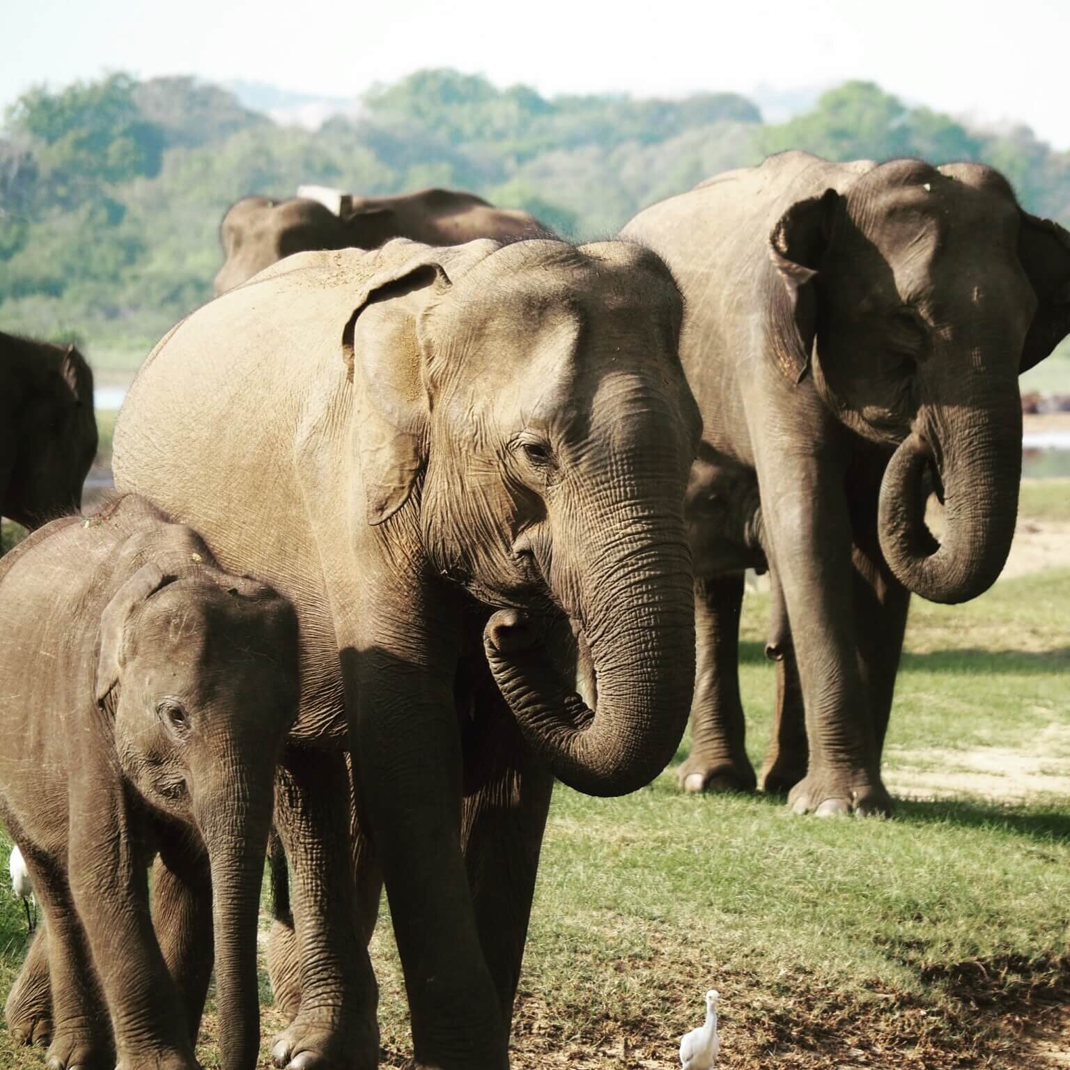  …spectacular herds of elephants… 