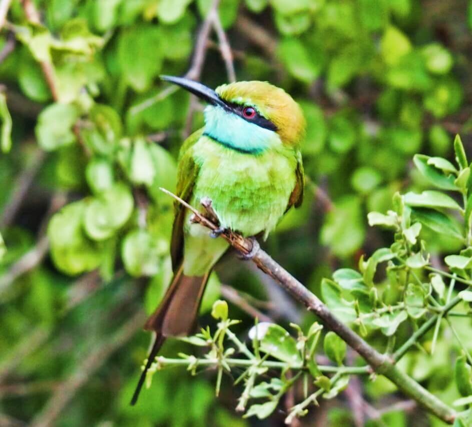  …brightly coloured birds… 