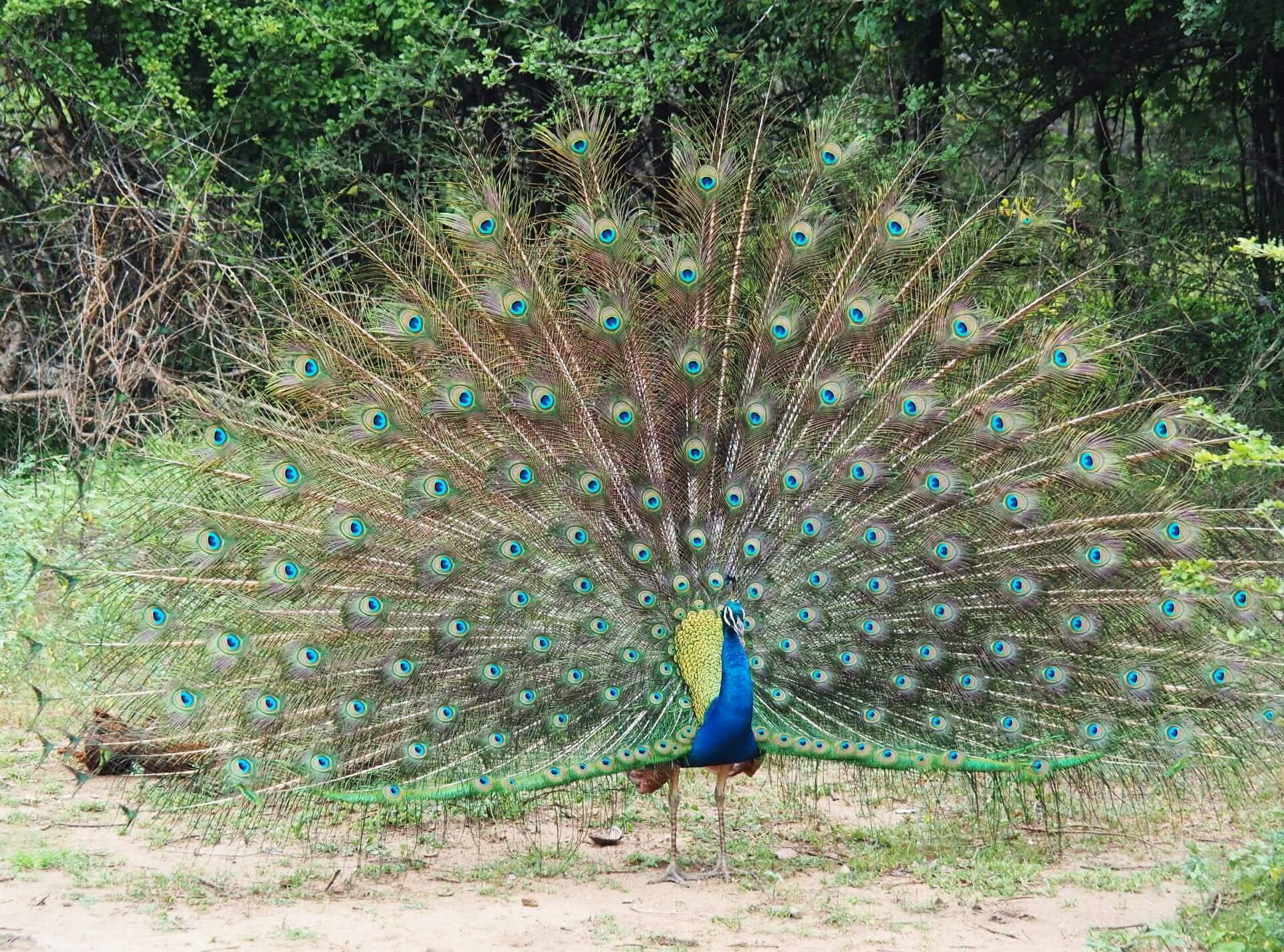  …which are no match for a displaying peacock… 