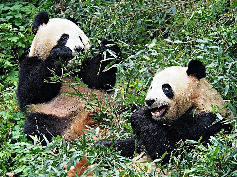 Why You Should See Giant Pandas in Chengdu Without A Tour — Mog and Dog  Travels