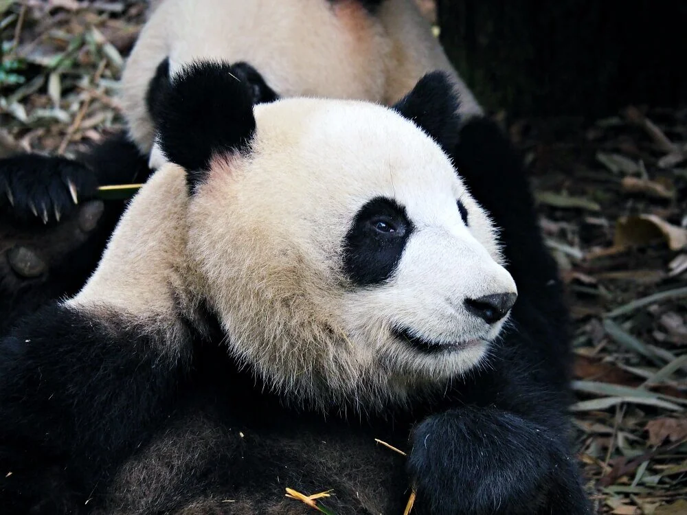 China On the Cheap: Why You Should See Giant Pandas in Chengdu Without a Tour