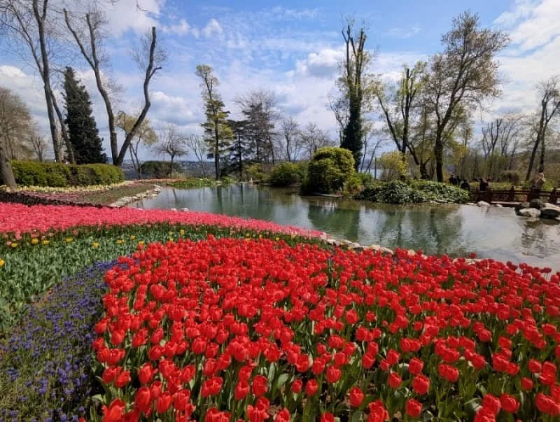 red tulips bloom next to a lake with others still budding in Emirgan Park during the Istanbul tulip festival 2025