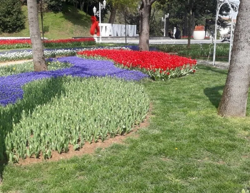 tulip beds with some still budding and others in bloom at the Istanbul tulip festival 2025