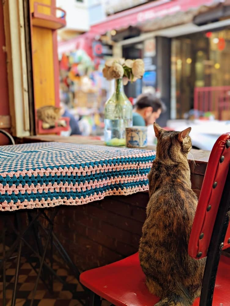 A cat perches on a chair and looks out of the window next to a table covered in a crochet tablecloth