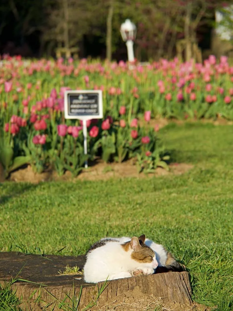 A cat sleeps on a tree stump in the foreground, in the background are multiple rows of pink tulips at Hidiv Korusu in Istanbul