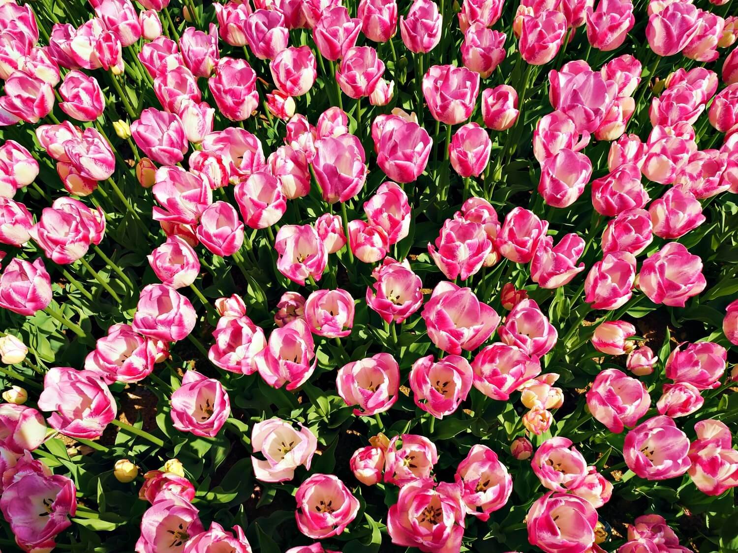 Tulips A Romantic History With a Guide to Cultivation 
