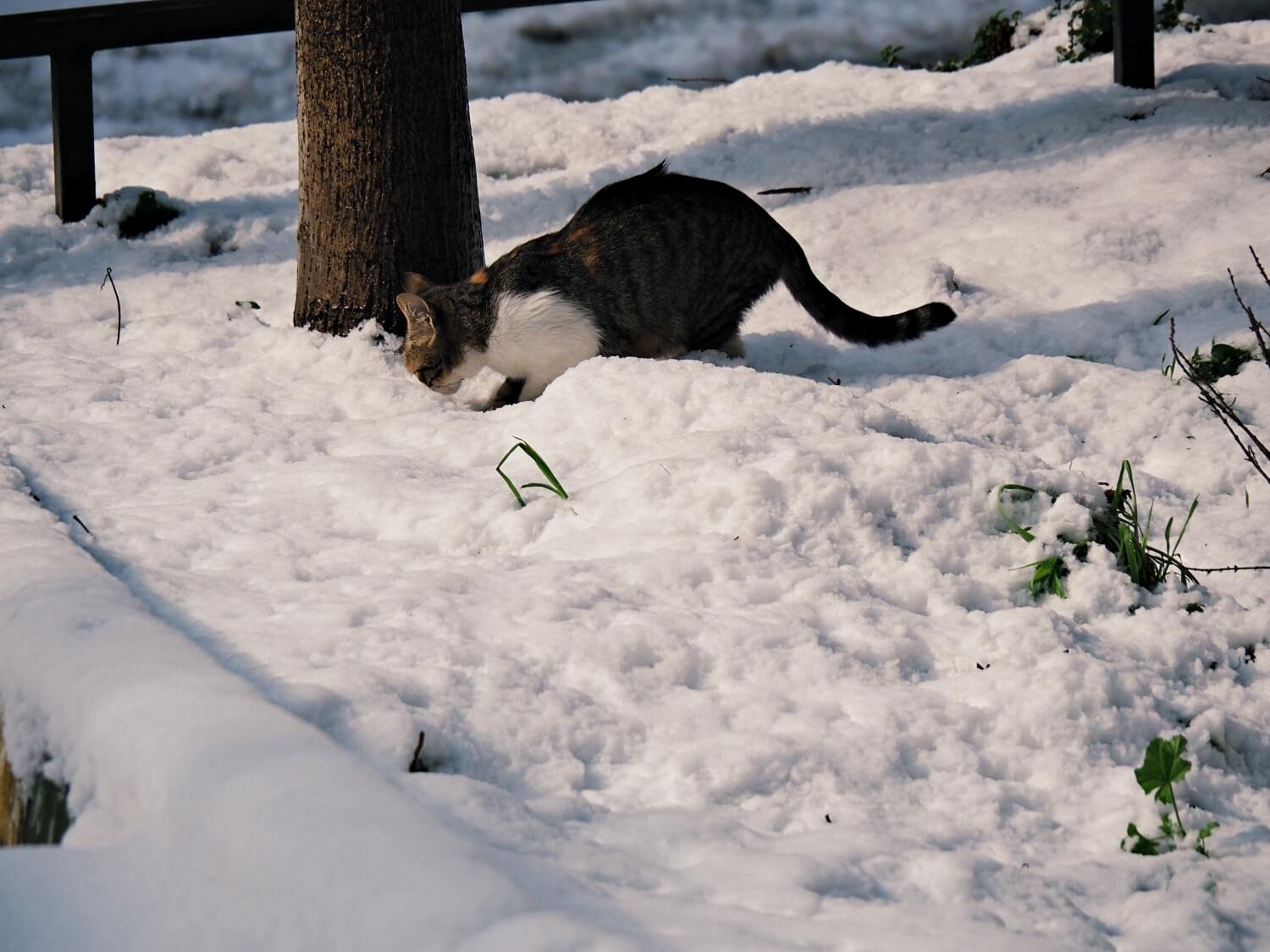 A cat playing in the snow in winter in Istanbul in February