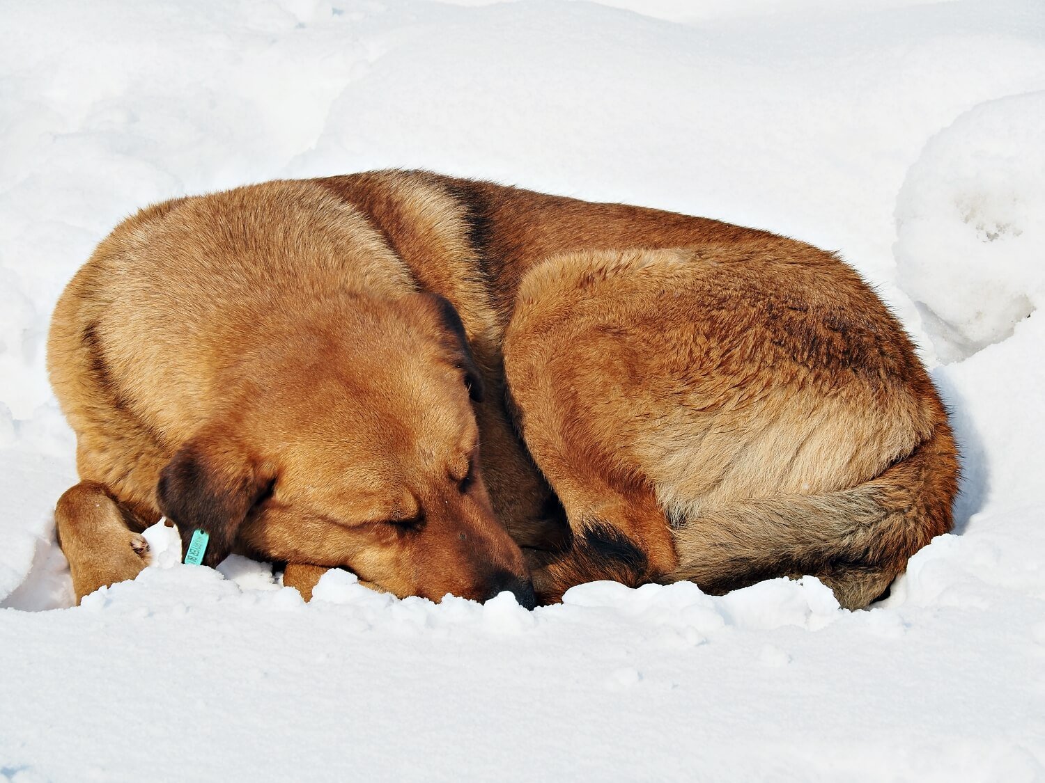 Istanbul December Weather, a dog asleep in the snow