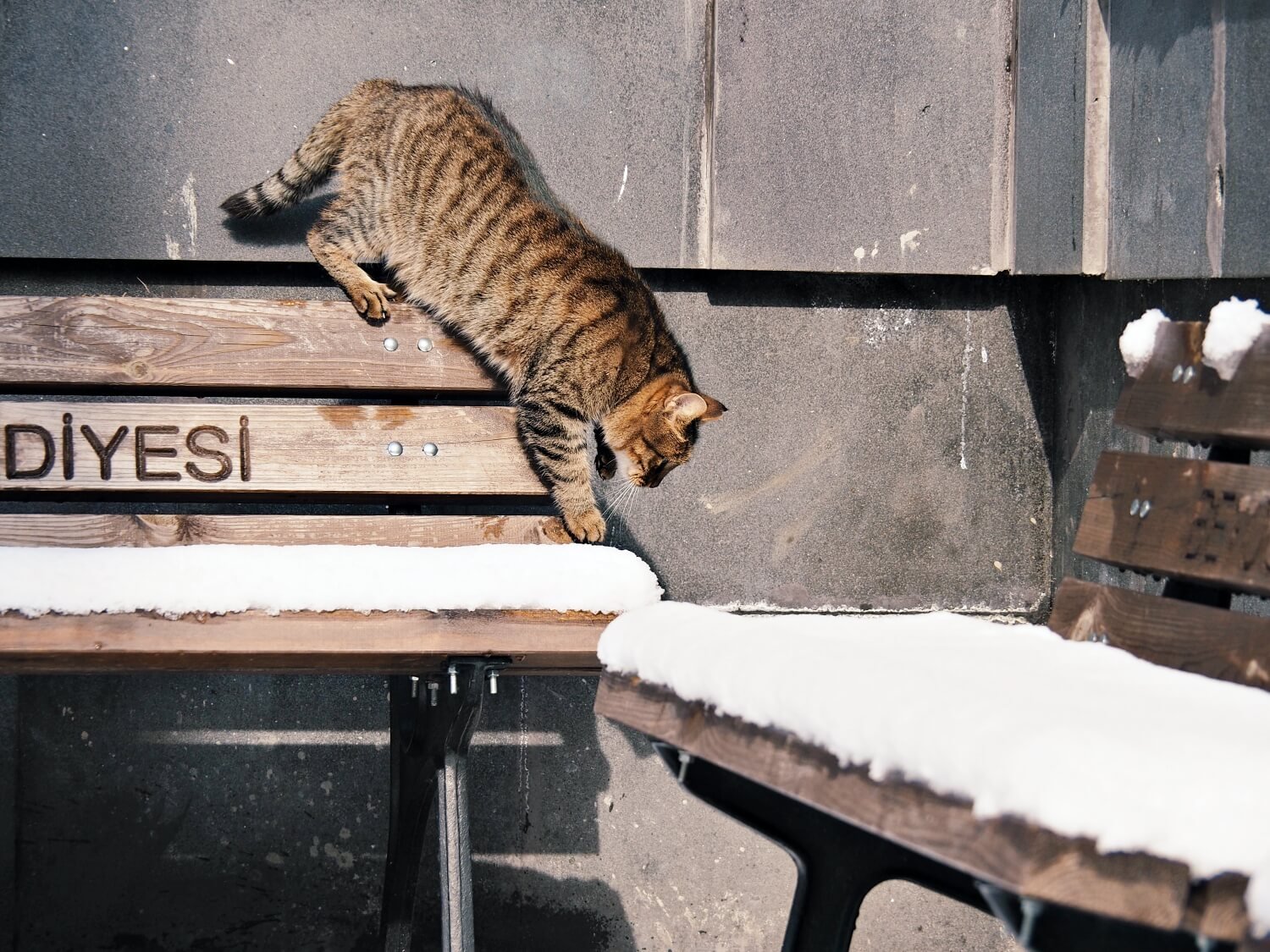 A cat climbing on a snowy bench, weather in Istanbul December