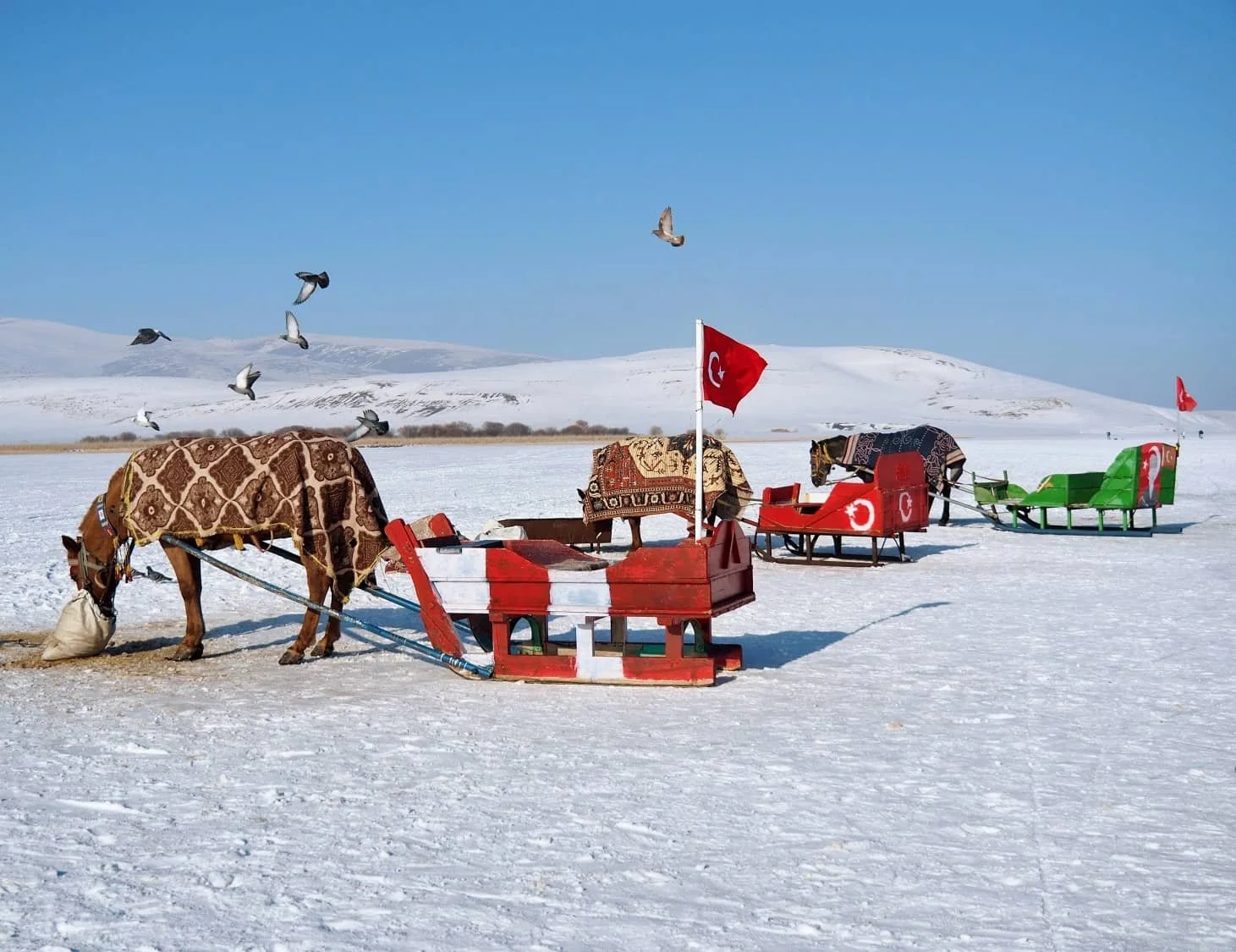 horses attached to brightly coloured sleighs on frozen Lake Cildir in türkiye kars
