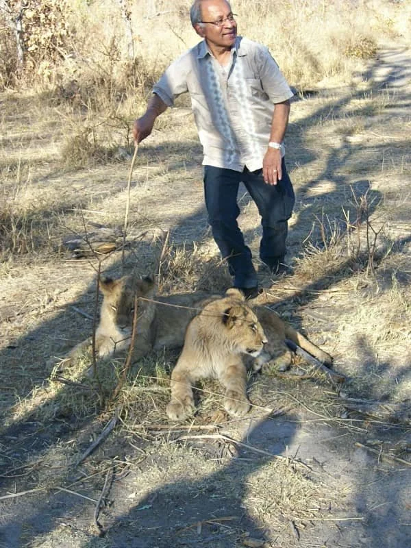 Sasha's dad poses near lions in Livingstone Zambia