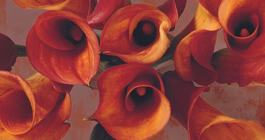 Orange Lilies.jpg