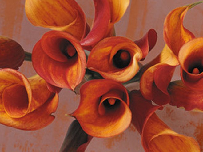 orange lillies cropped.jpg