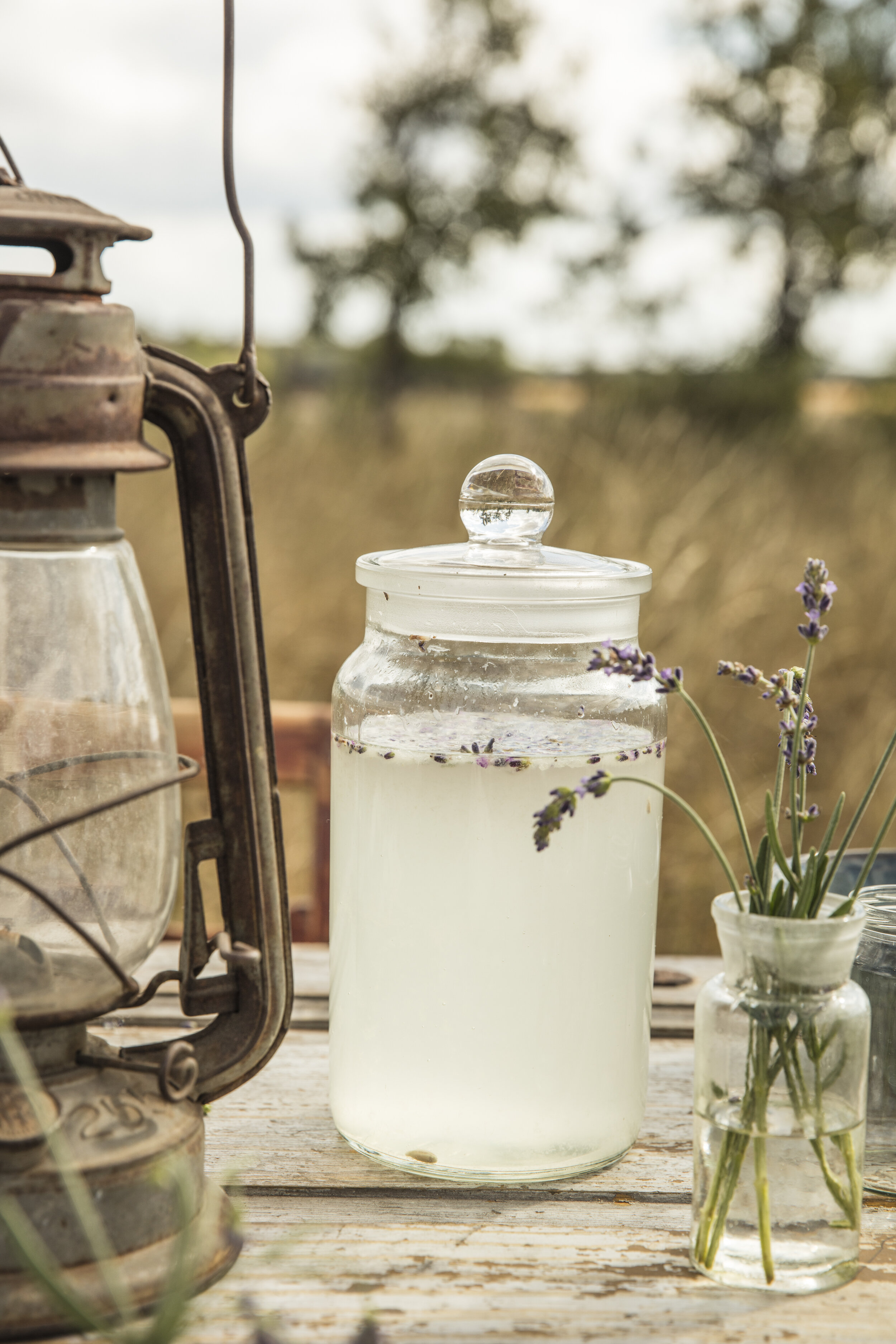 lavendel232A5685.JPG