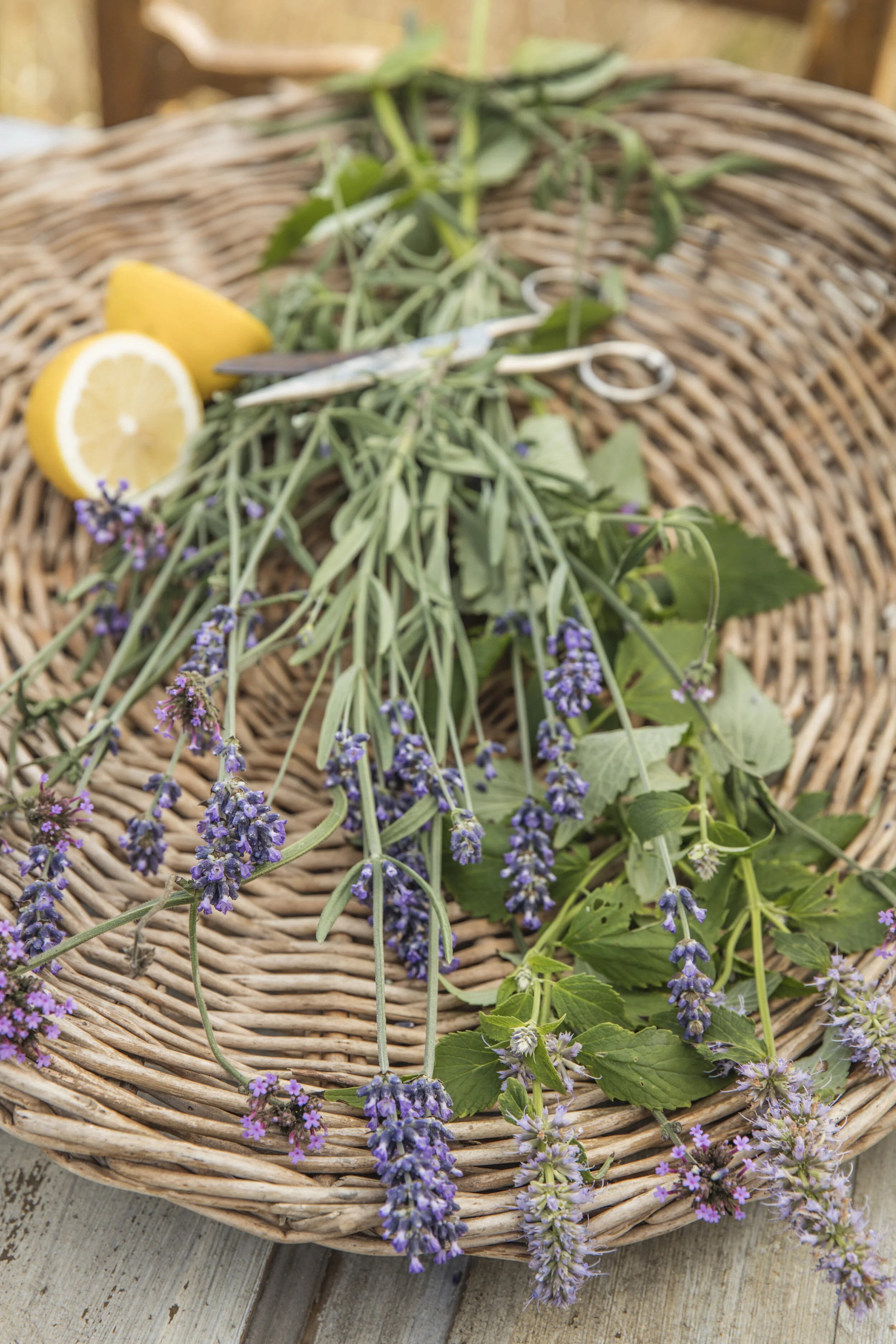 lavendel232A5656.JPG