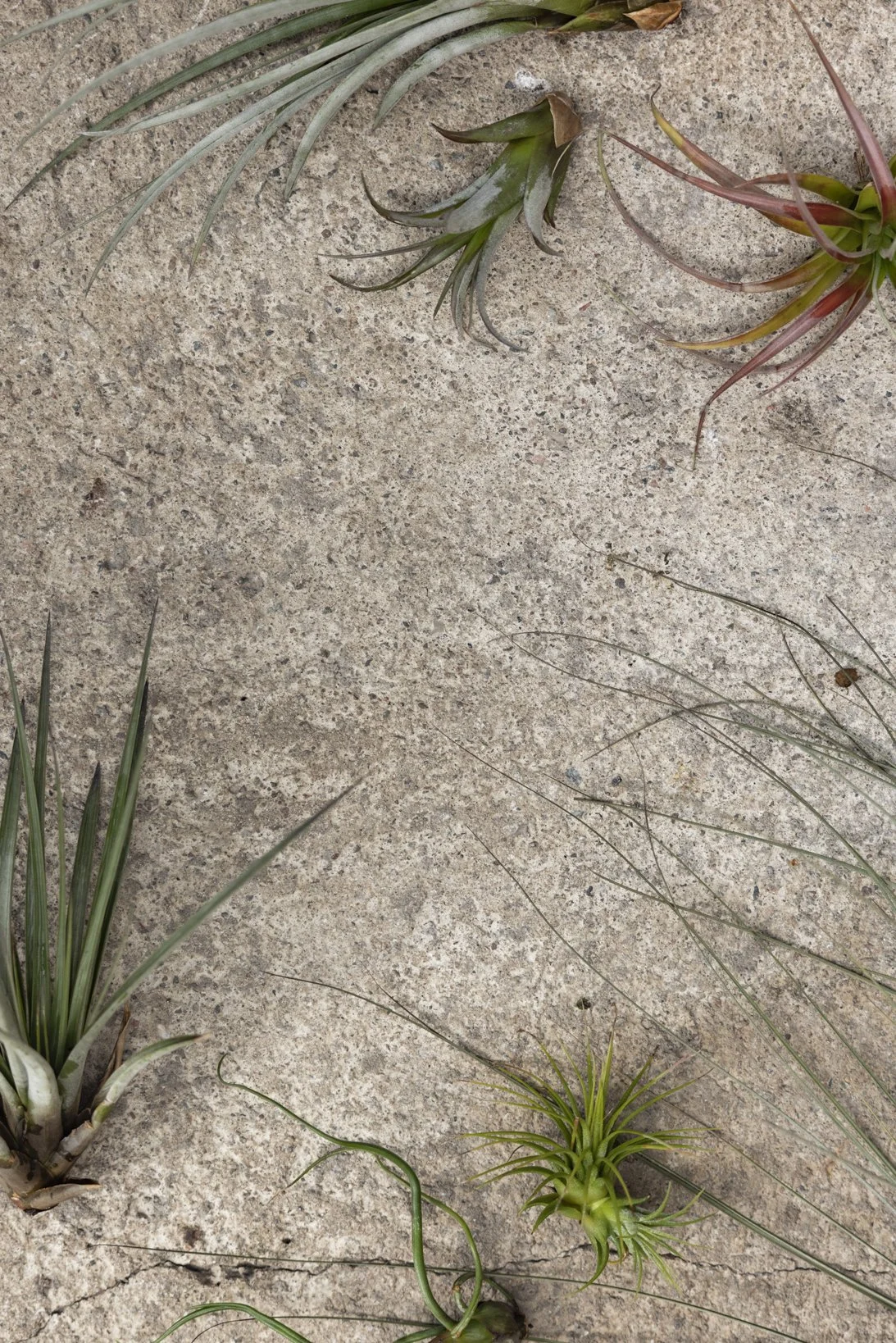 skiss_airplants_NR6A0702.JPG