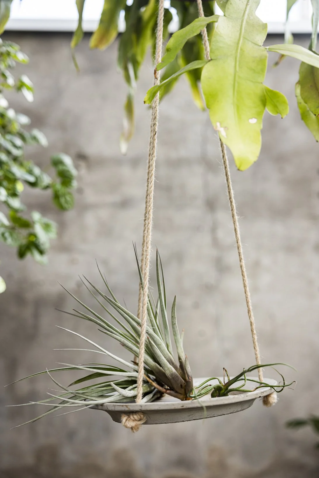 skiss_airplants_NR6A0667.JPG
