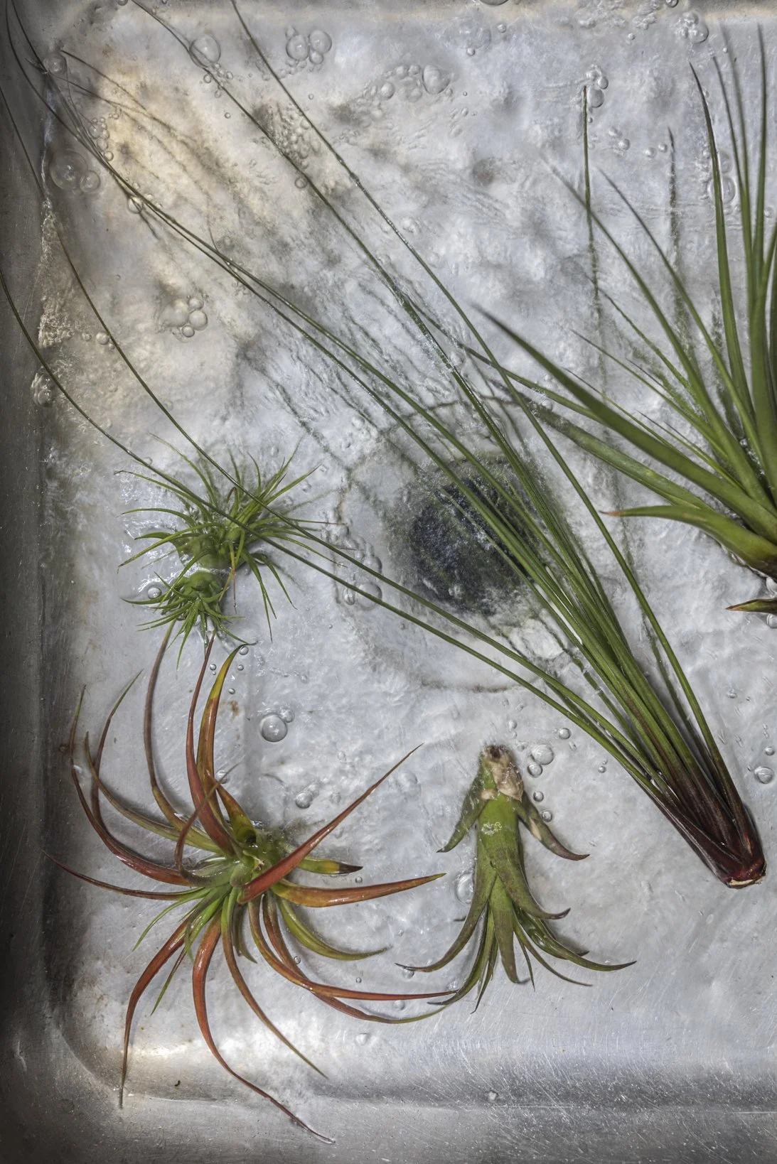 skiss_airplants_NR6A0826.JPG