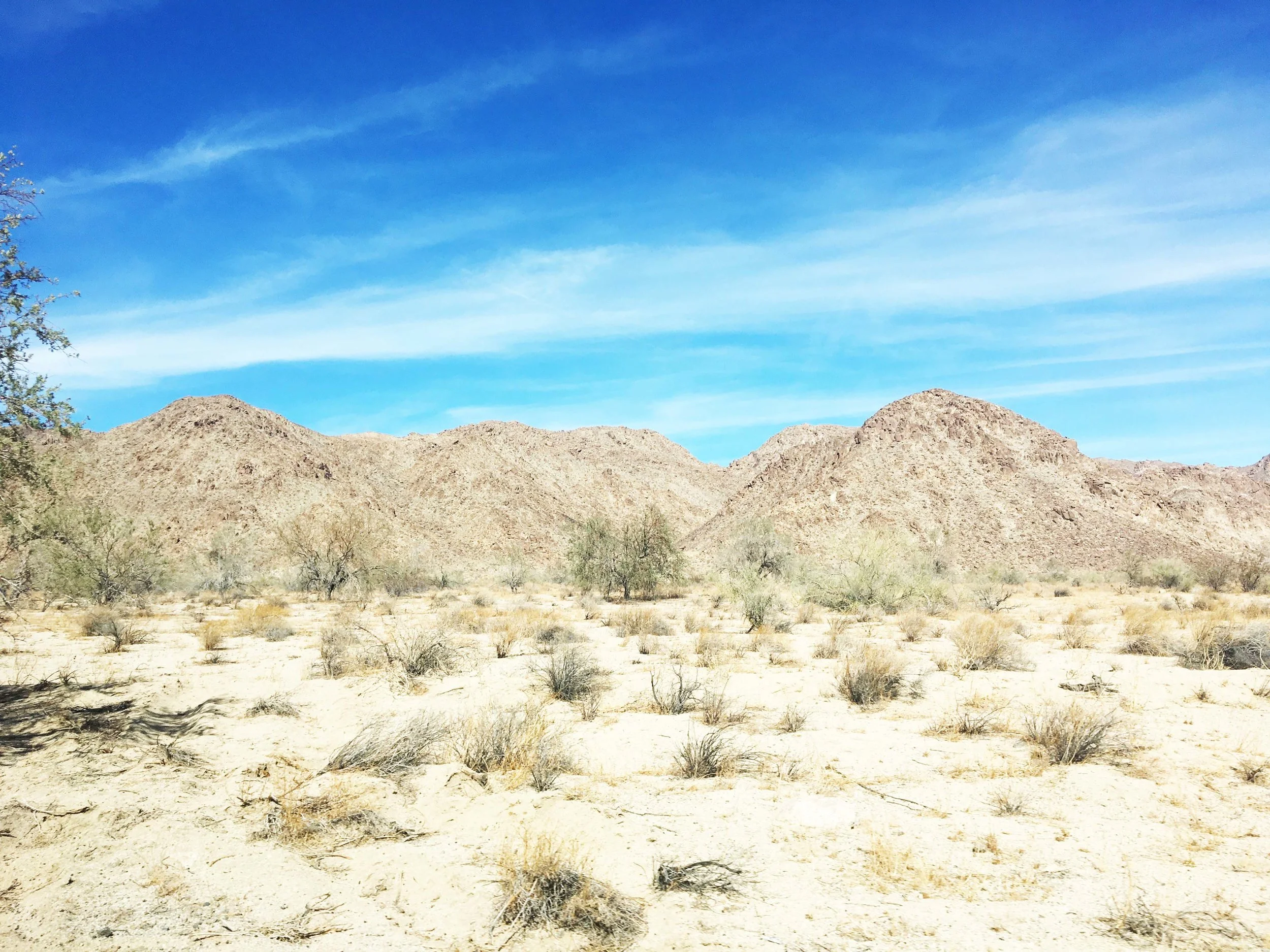 the more barren parts of joshua tree on the southern side of the park