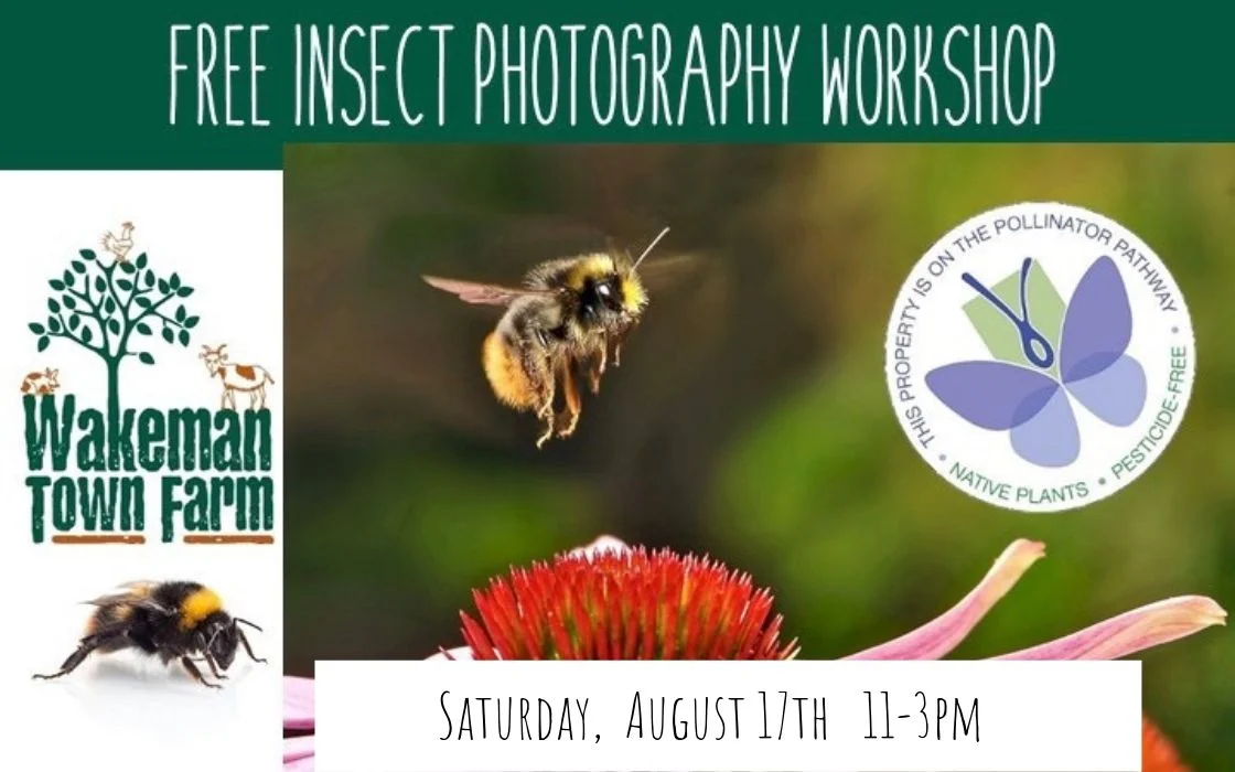 insect photography.jpg
