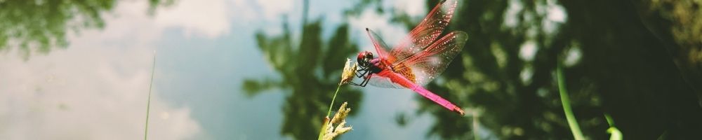 Insect.jpg
