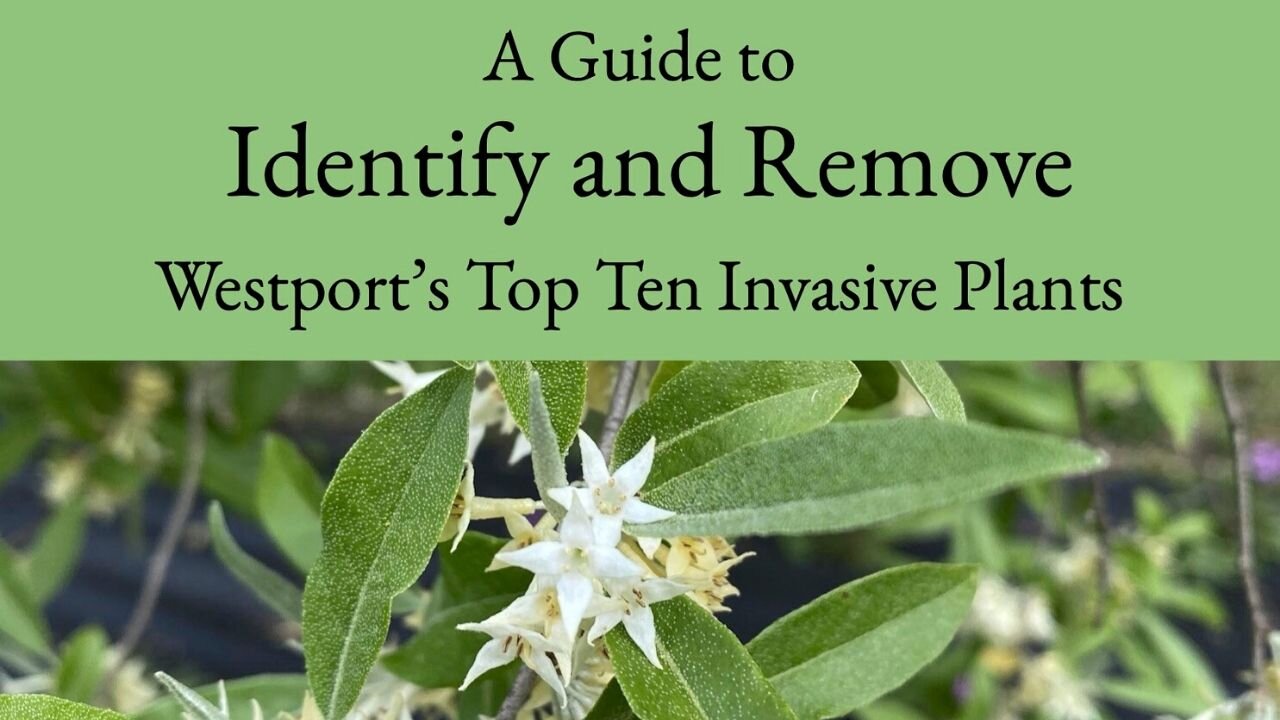 Copy of Composting at home.jpg