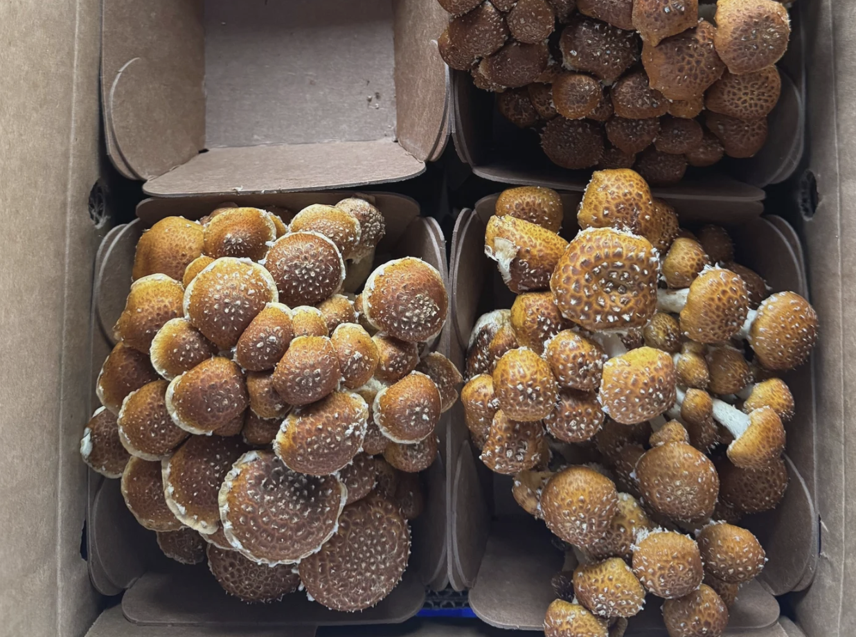 Screenshot 2026-01-06 at 2.50.54 PM.png