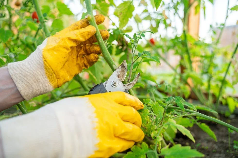 image pruning tomato plants.jpg