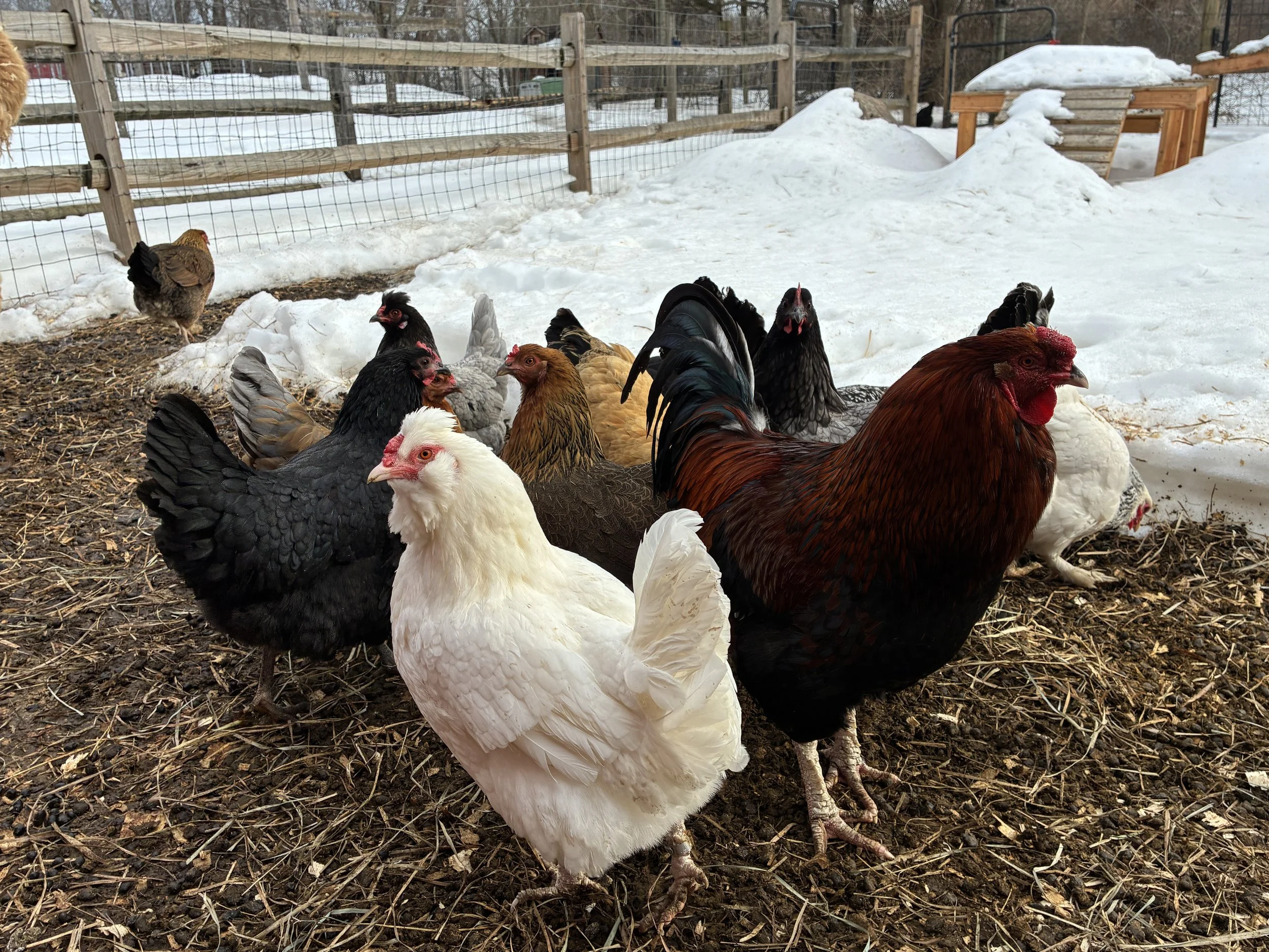 backyard chicken 2.JPG