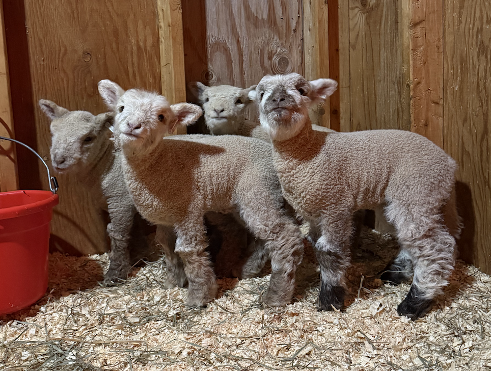 Screenshot 2026-01-31 at 9.19.54 AM.png