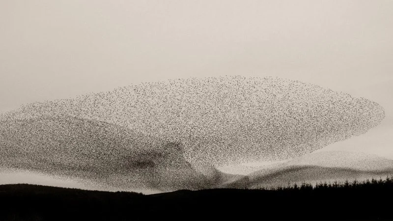 Murmurations II.jpg