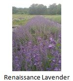 Renaissance Lavendar.jpg