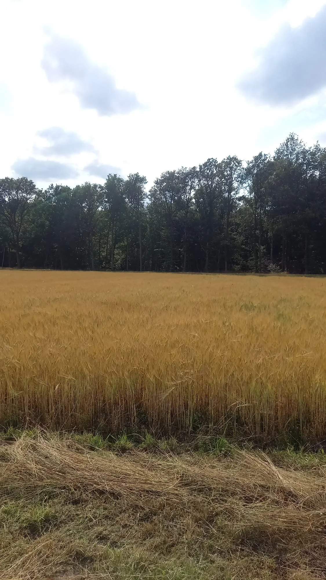 brouwgerst 2023-05-11 at 15.03.19.jpeg