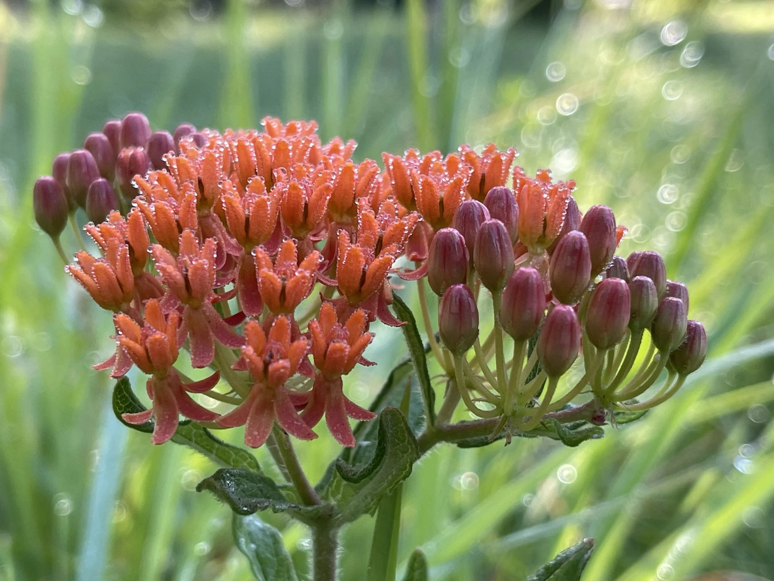 I_Butterfly at Prairie Creek Conservation Cemetery