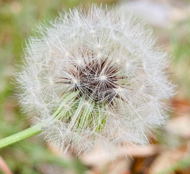 Bingo Night with Blackadder Brewing Company